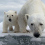 Think of the Polar Bears